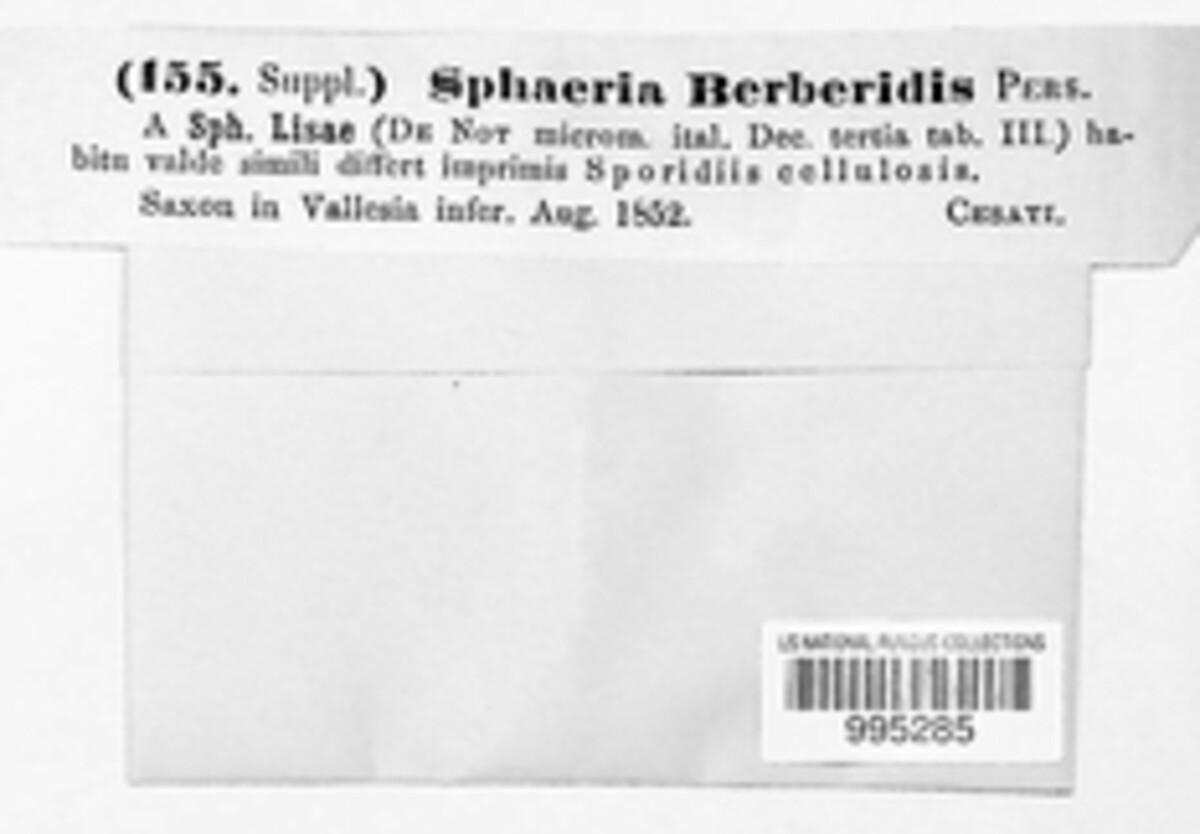 Mycosphaerella berberidis image